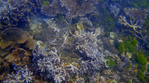 visibility terbatas - terumbu karang tidak terlihat maksimal