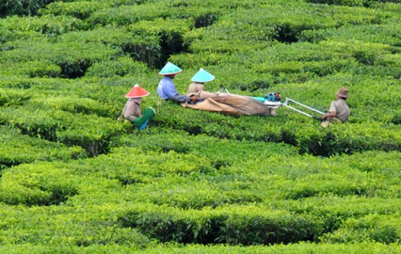 mengumpulkan hasil memetik teh