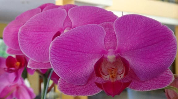 Phalaenopsis Merah - lebih dikenal dengan nama anggrek bulan