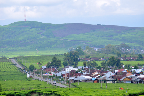 pemukiman penduduk di natara kebun teh