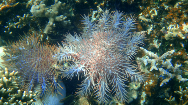 ragam biota laut ragam biota laut