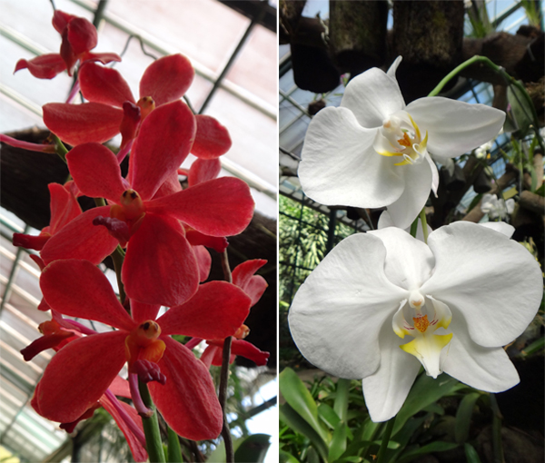 Dendrobium Merah (kiri) ; Phalaenopsis Putih (kanan)
