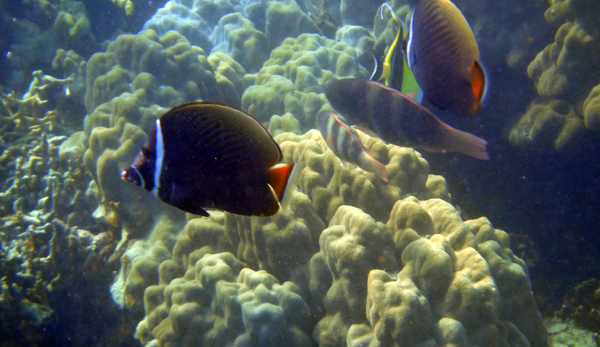 ikan-ikan besar di laut dalam ikan-ikan besar di laut dalam