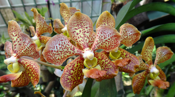 Dendrobium Bintik - Endemi Anggrek Indonesia