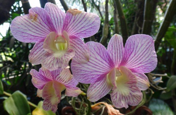 Phalaenopsis Bergaris Merah 