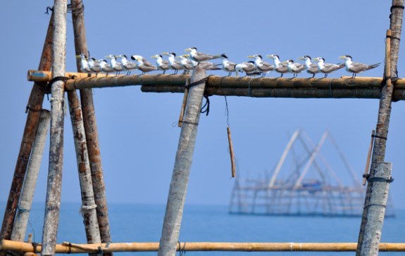 burung camar bertengger di atas bagan