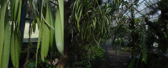 Rumah Kaca Barat - bagai berada di hutan tropis