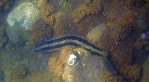 Moa garis terang gelap bersemayam di dasar laut