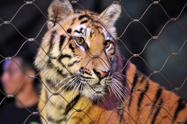 Harimau