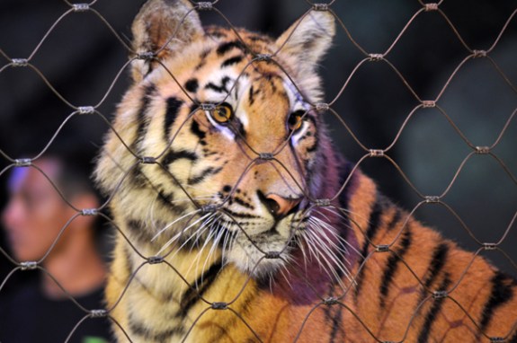Harimau