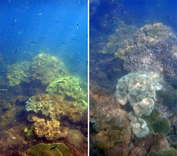 ikan kecil di antara terumbu 