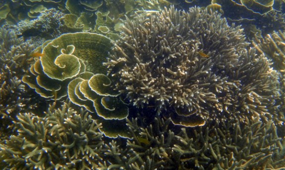 pesona terumbu karang laguna Cabe