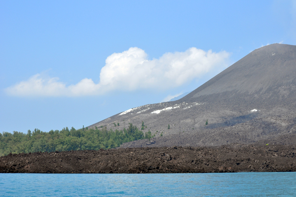 vegetasi cemara di anak krakatau vegetasi cemara di anak krakatau