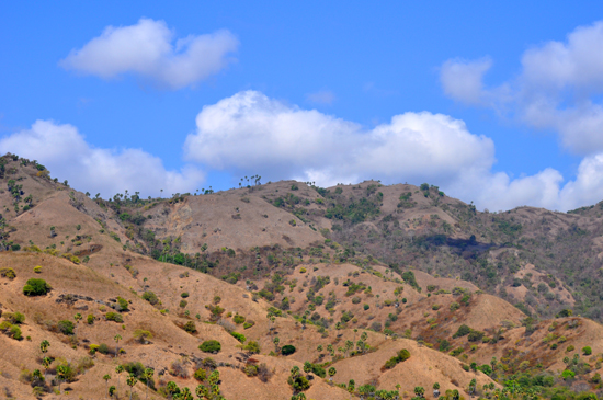 Alam Ekstrim Flores - sabana di musim kemarau Alam Ekstrim Flores - sabana di musim kemarau