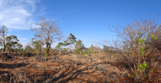 gersang - hamparan pohon kesambi menuju goa kristal