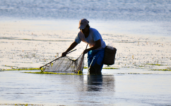 mengais rejeki-menjala ikan di pantai pelabuhan Bolok, Kupang