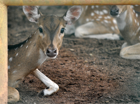 rusa totol - salah satu penghuni Taman Rimbo Zoo