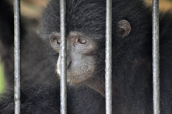 terkurung - ekspresi wajah siamang dibalik kandang terkurung - ekspresi wajah siamang dibalik kandang