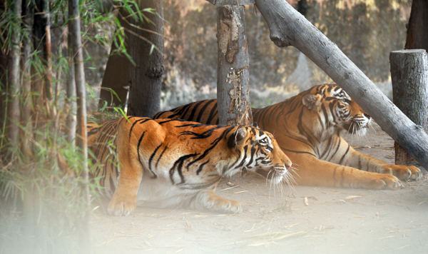 Harimau Sumatra - salah satu koleksi Taman Rimbo Zoo