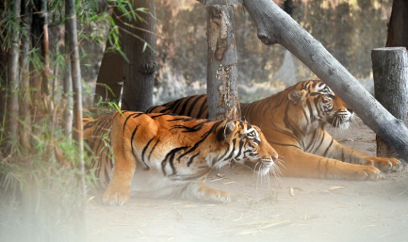 Harimau Sumatra - salah satu koleksi Taman Rimbo Zoo Harimau Sumatra - salah satu koleksi Taman Rimbo Zoo