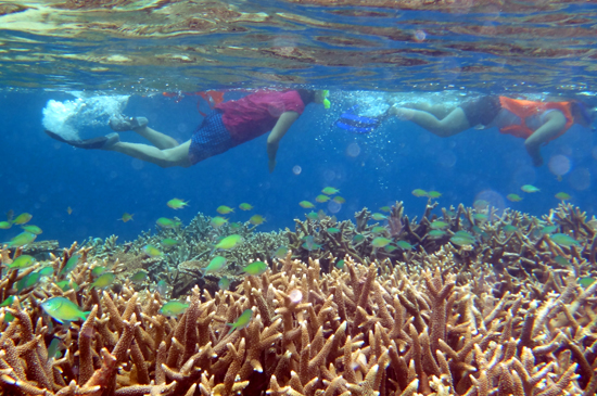 Memukau - Snorkling di sekitar pulau Kakaban