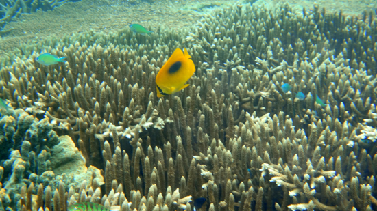 ikan warna -warni