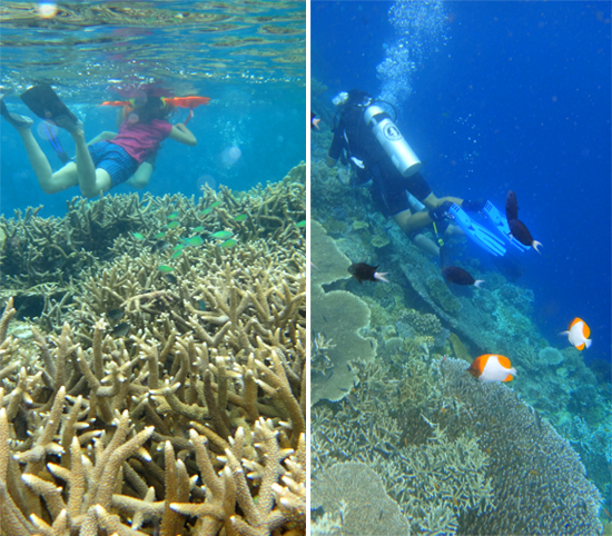 Menikmati dunia bawah laut Kakaban , snorkling (kiri), diving (kanan)
