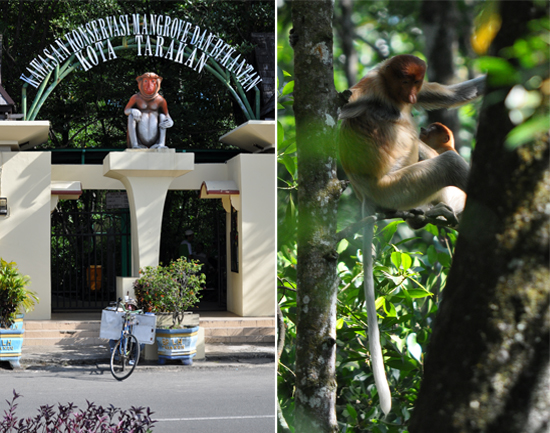 Gerbang Kawasan Konservasi Mangrove dan Bekantan (kiri); Bekantan betina dan anaknya (kanan)