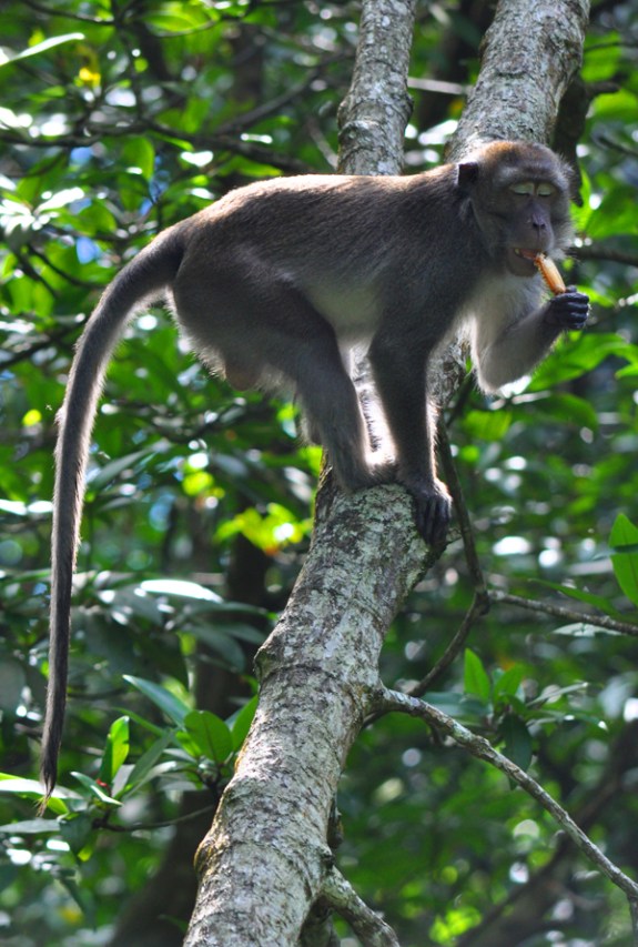 narsis- ekor kera panjang