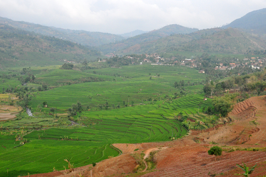Hamparan Sawah - Dataran Tinggi Cimanggung Hamparan Sawah - Dataran Tinggi Cimanggung