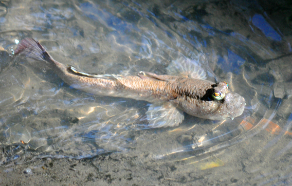 Monster Mangrove