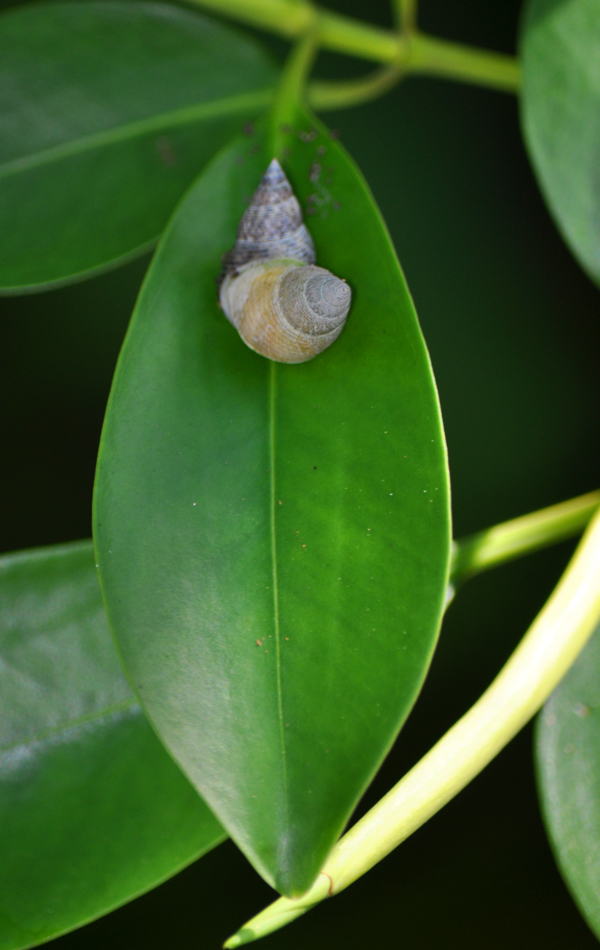 naik daun