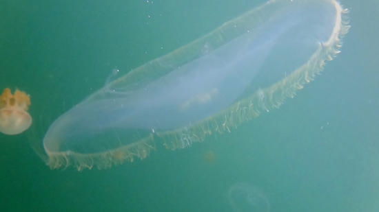 Ubur-ubur bulan Aurelia aurita Ubur-ubur bulan Aurelia aurita