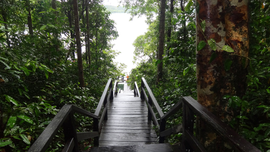 jalan dan tangga kayu di pulau Kakaban jalan dan tangga kayu di pulau Kakaban