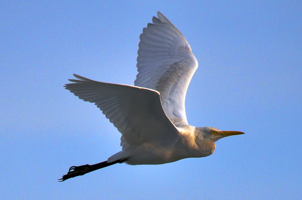 Olsen Pelican 