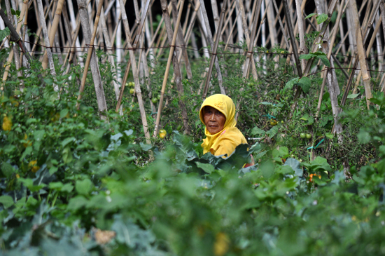 Persinggahan Pertama-Kebun Sayur