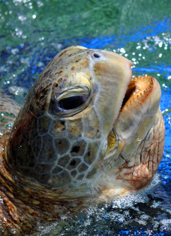 Penyu - Ikonik Derawan