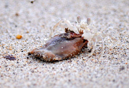 Tak ingin berbagi -  potongan ubur-ubur dibawa pergi
