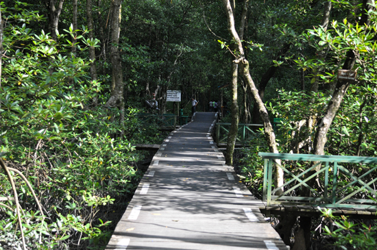 jembatan kayu membelah hutan mangrove