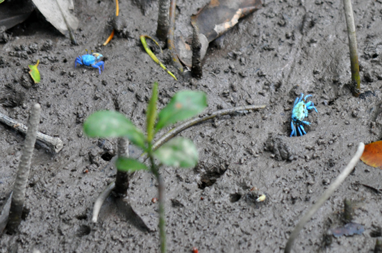 kepiting biru  - penghuni dasar hutan Mangrove