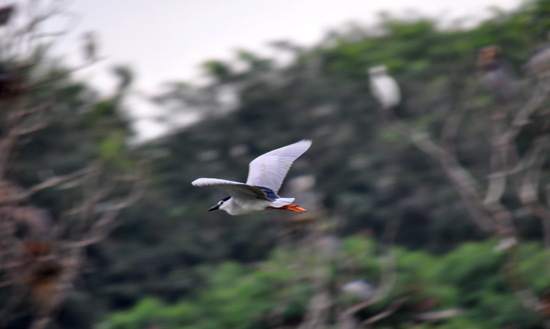 pulang ke sarang - sore hari