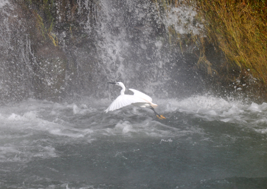 menembus air - berburu ikan pora pora