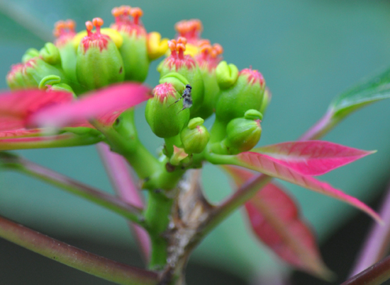 Flora dan Fauna di Taman Eden