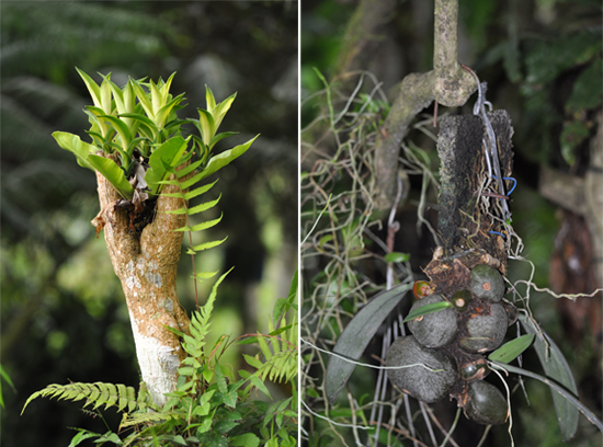 beragam tanaman hutan