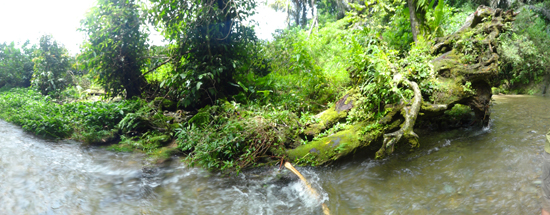 batang kayu ornamen fotografi