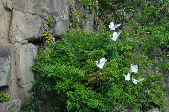 hinggap bersama di atas pohon