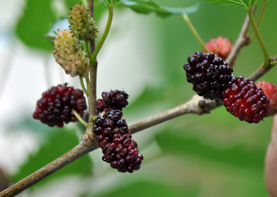 buah berry tumbuh liar di Taman Eden