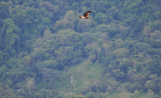 menggucap selamat datang - burung elang melayang
