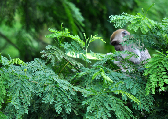 monyet liar - mendiami bukit di sisi jalan