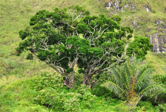 bukit hijau di atas air terjun